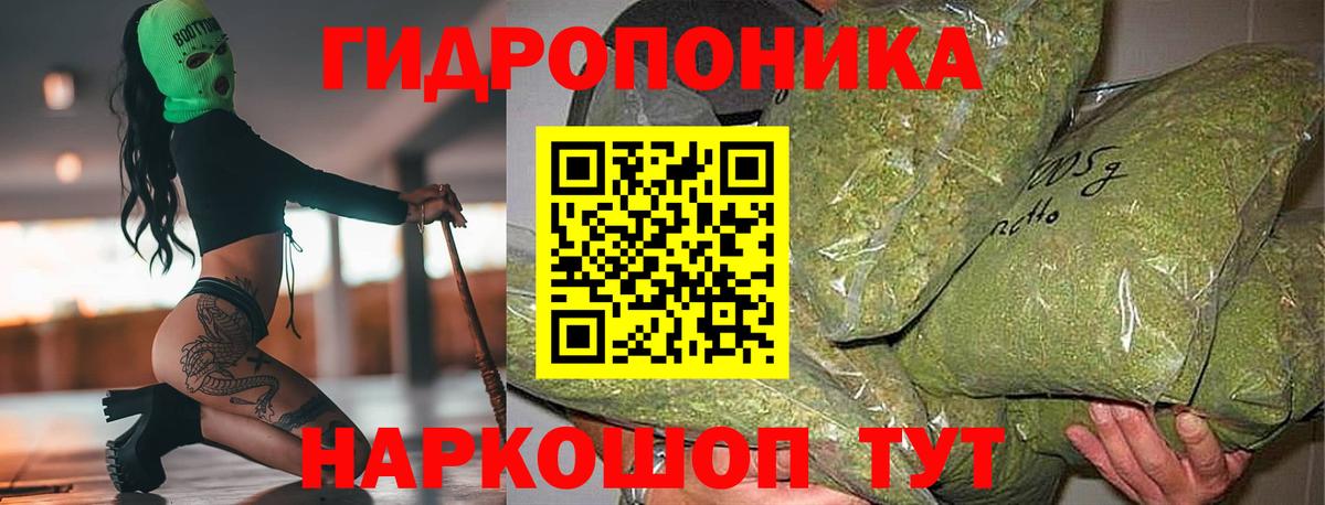 Каннабис сатива Корсаков